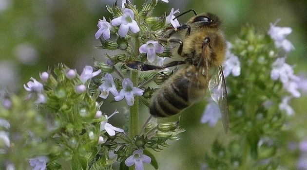 Jetzt können Sie Bienen in Wroclaw züchten