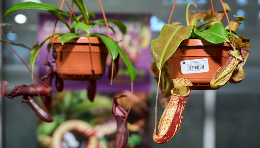 Powiększ obraz: <p>Fantastyczny World Flower Show &ndash; Światowa Wystawa Roślin na Tarczyński Arena 11 i 12 kwietnia</p>