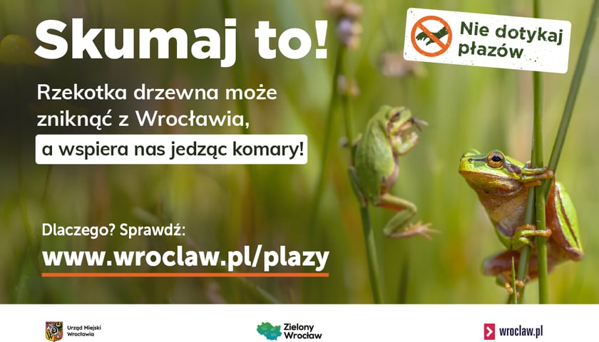 Powiększ obraz: Tytuł grafiki: "Skumaj to!". Zdjęcie przedstawia w tle dwie rzekotki drzewne w wysokiej trawie i adres: www.wroclaw.pl/plazy