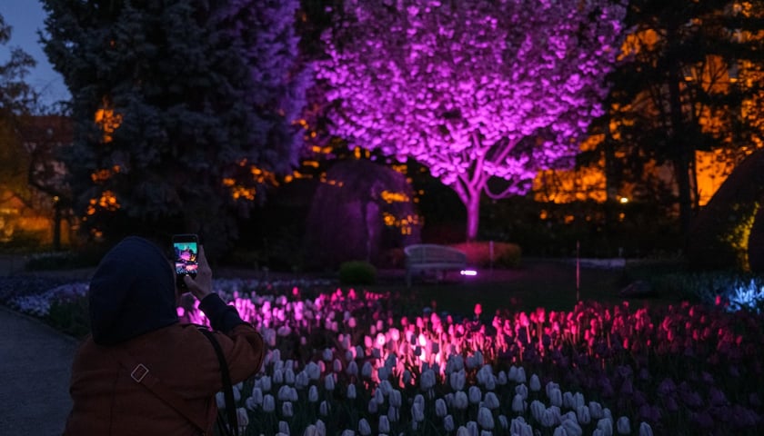 Powiększ obraz: Iluminacje Tulipanowe w Ogrodzie Botanicznym - 25.04.2026 r.