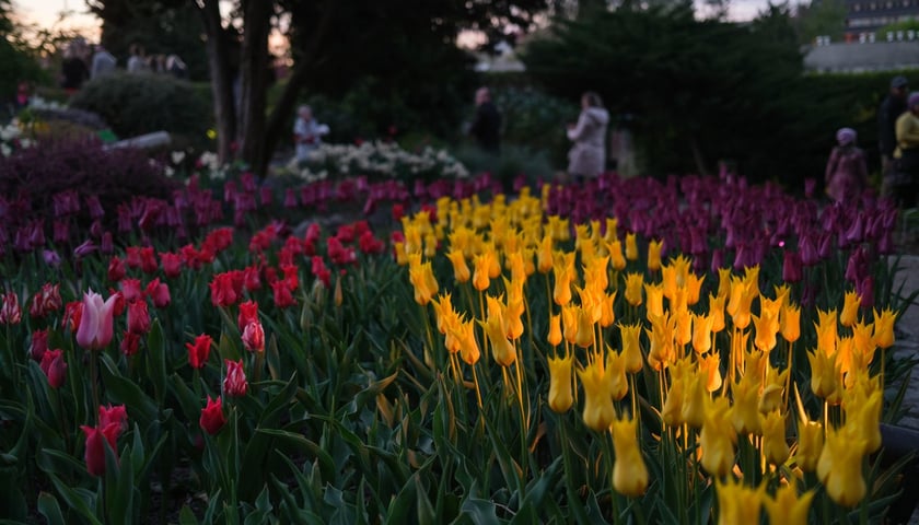 Powiększ obraz: Iluminacje Tulipanowe w Ogrodzie Botanicznym - 25.04.2026 r.