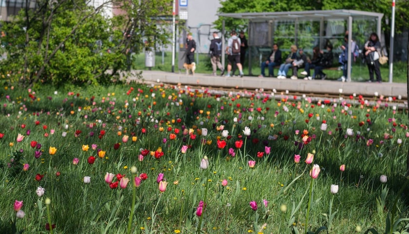Powiększ obraz: <p>Tulipany na Śrubowej</p>