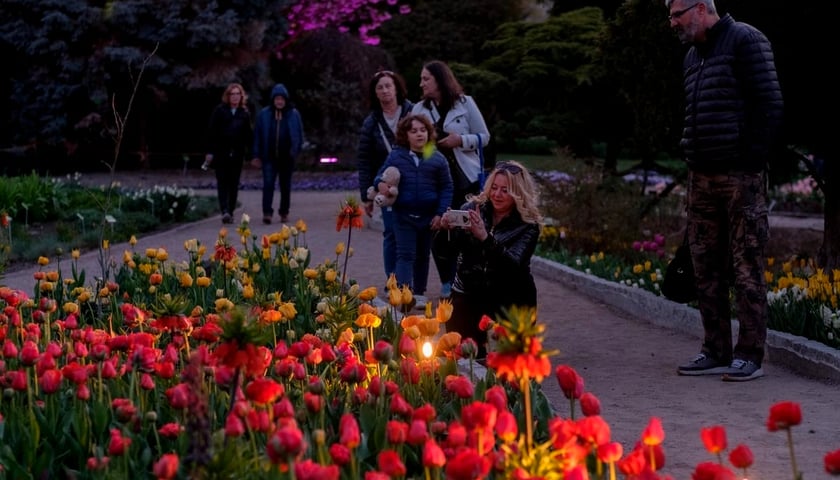 Powiększ obraz: Iluminacje Tulipanowe w Ogrodzie Botanicznym 2026 r.