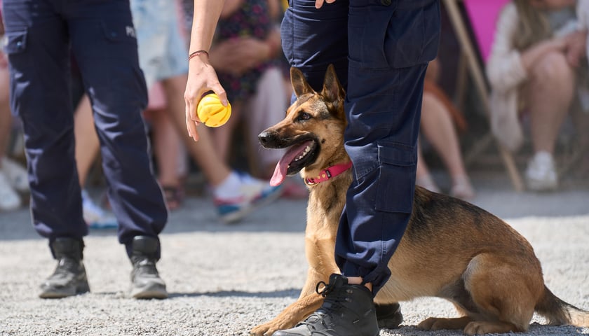 Powiększ obraz: Latem na Pergoli piknik z policją – rodzinna fiesta w sobotę 11 lipca