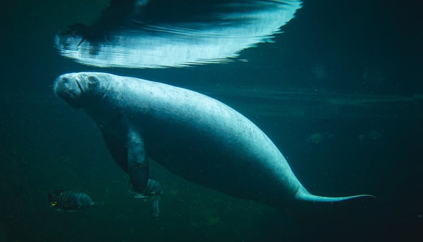 Manat mieszkający Afrykarium w ogrodzie zoologicznym we Wrocławiu