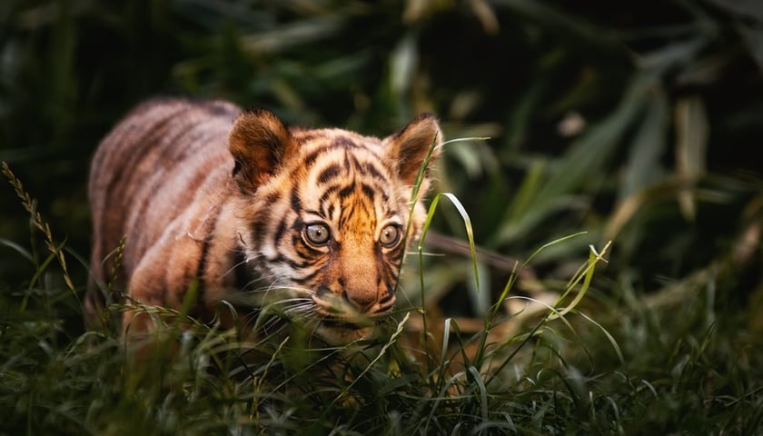 Powiększ obraz: Surya, tygrysica z Zoo Wrocław