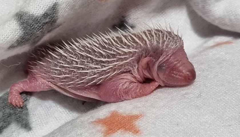 Jeżowe oseski same sobie nie poradzą