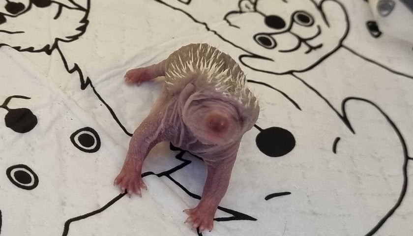 Jeżowe oseski same sobie nie poradzą