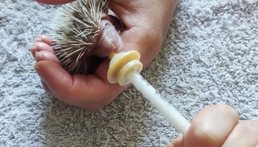 Powiększ obraz: Preparat mlekozastępczy jest coraz trudniej dostępny