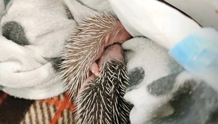 Jeżowe oseski same sobie nie poradzą