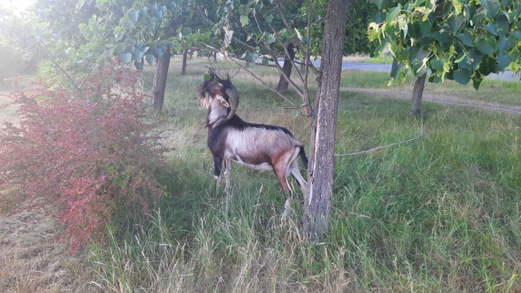 Kozy na ulicy Koziej we Wrocławiu