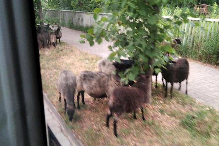 Owce blokujące przejazd autobusu na Maślicach