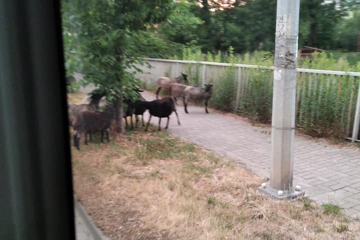 Owce blokujące przejazd autobusu na Maślicach