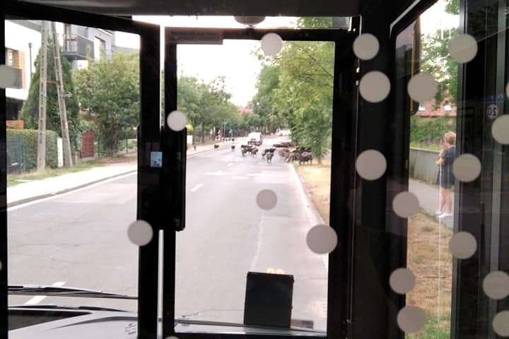 Owce blokujące przejazd autobusu na Maślicach