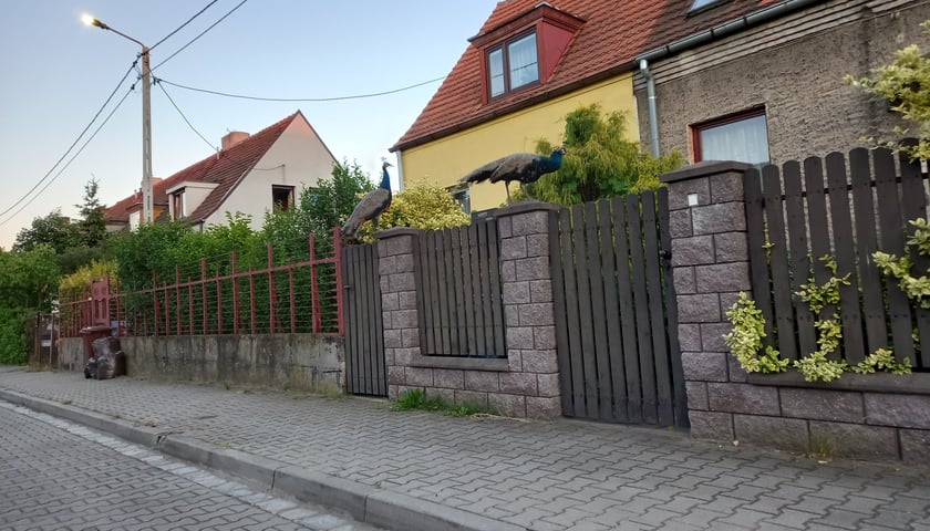 Pawie na Stabłowicach