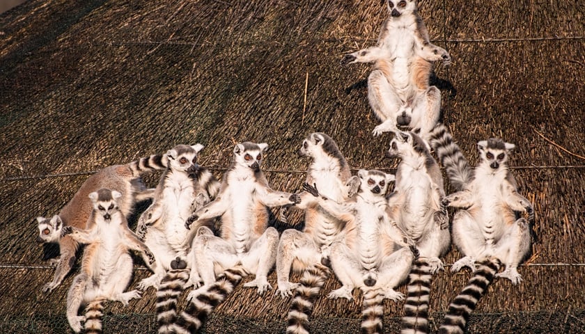 Lemury  Zoo Wrocław