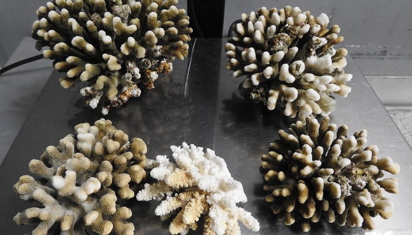 Powiększ obraz: Koralowce cieszą się dużym zainteresowaniem wśród przemytników. Rafa koralowa o wadze prawie 2,5 kg została znaleziona w bagażu podróżnego na warszawskim lotnisku. Wyjaśniał on, że nie wiedział, że przewożona przez niego pamiątka z podróży do Egiptu jest pod ścisłą ochroną