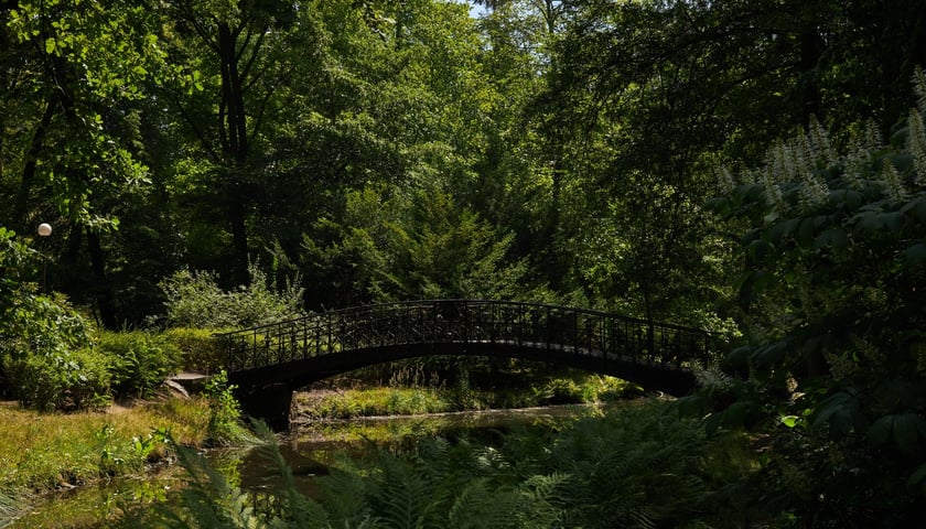 Powiększ obraz: Park Szczytnicki jako park krajobrazowy to inicjatywa Heinricha Göpperta