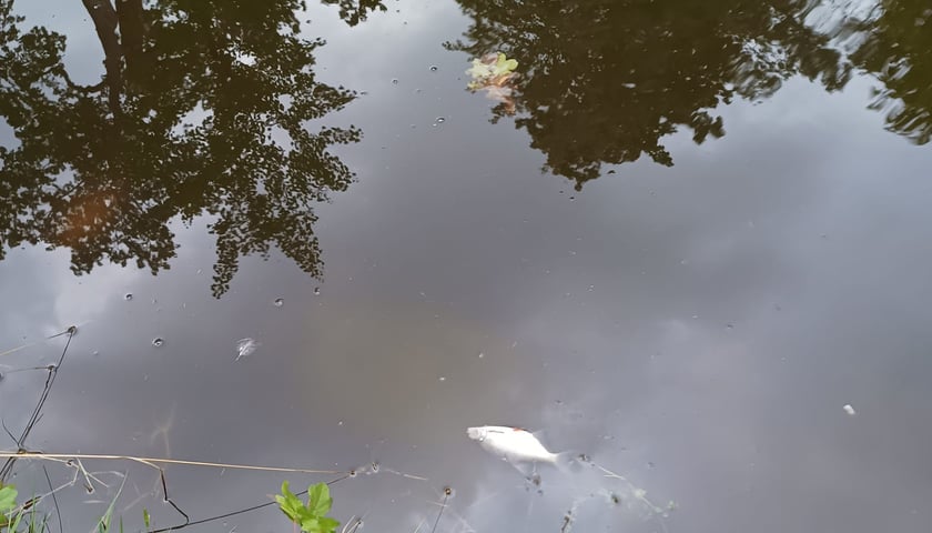 Martwe ryby w parku Szczytnickim zauważyła w niedzielę rano - i sfotografowała - pani Edyta Mickiewicz z Wrocławia
