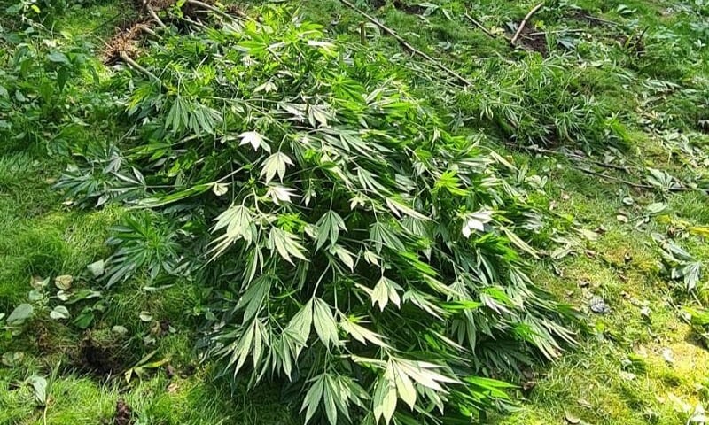 Powiększ obraz: nielegalna plantacja marihuany zlikwidowana w Ząbkowicach Śląskich