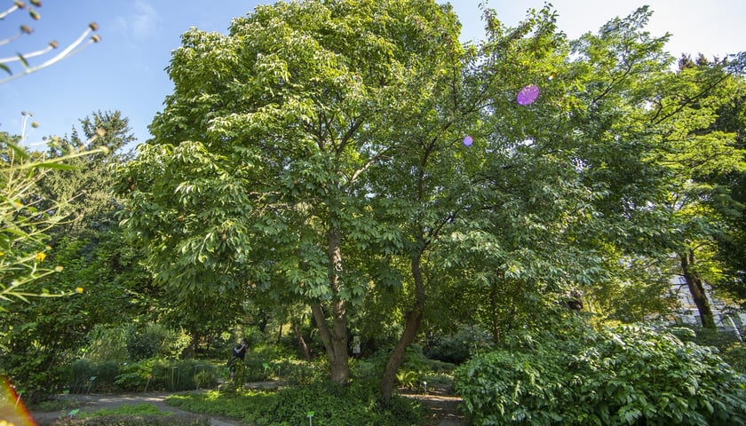 W Ogrodzie Botanicznym we Wrocławiu rośnie mnóstwo ciekawych roślin