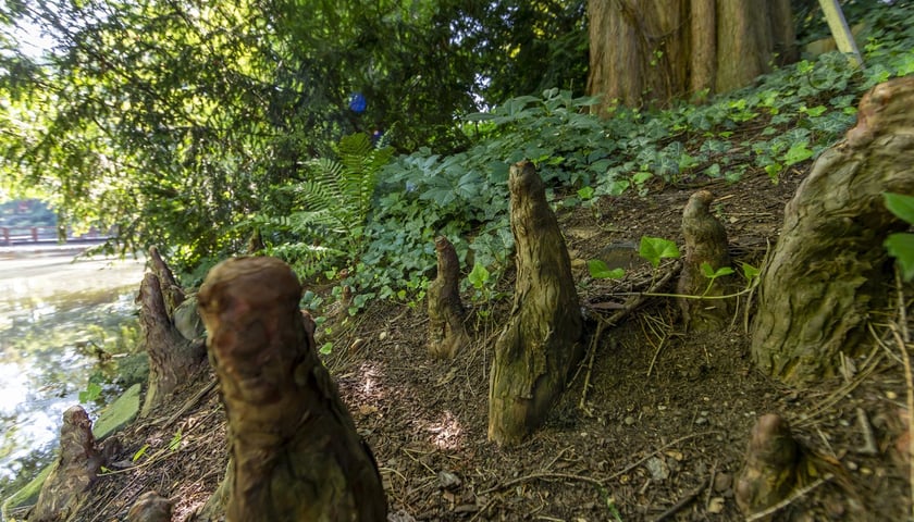 W Ogrodzie Botanicznym we Wrocławiu rośnie mnóstwo ciekawych roślin