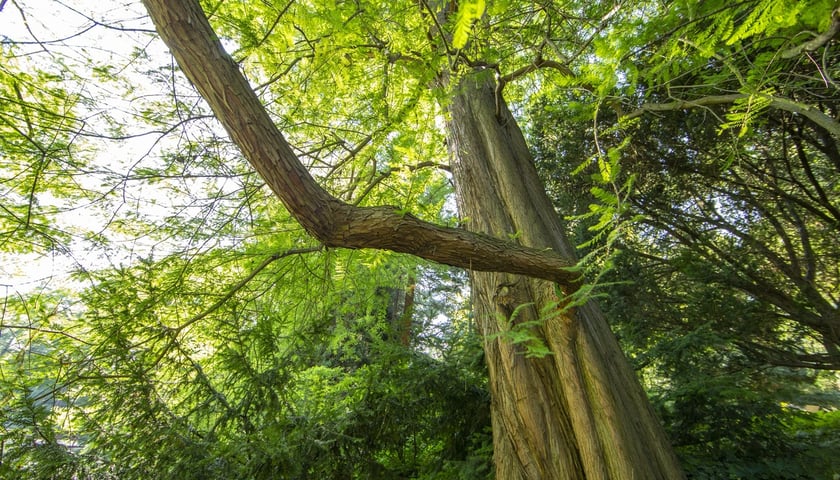 W Ogrodzie Botanicznym we Wrocławiu rośnie mnóstwo ciekawych roślin