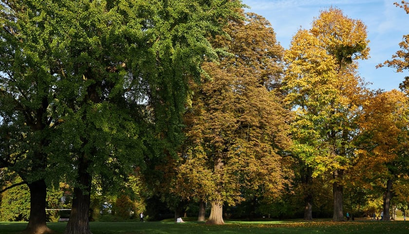 Park Kleciński we Wrocławiu