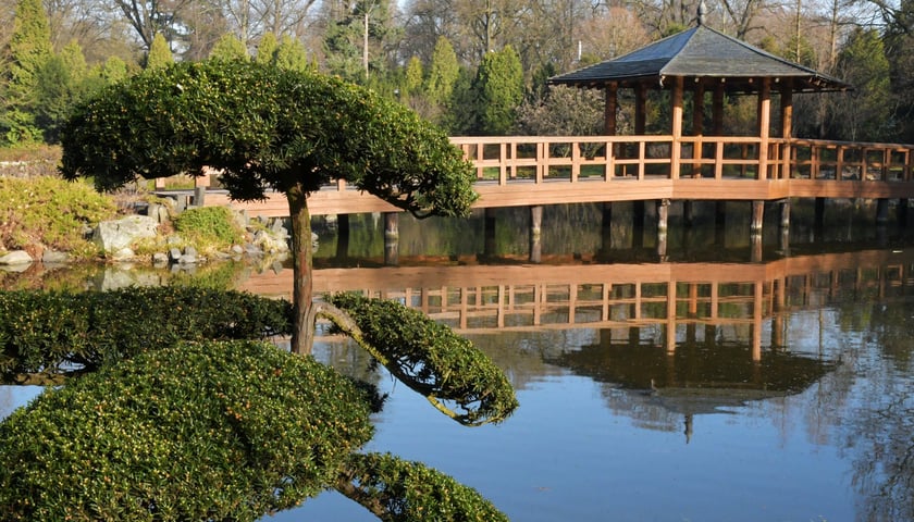 Powiększ obraz: Na zdjeciu widać staw, pomost i japońską pagodę w Ogrodzie Japońskim we Wrocławiu