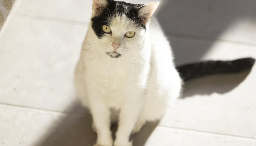 Na zdjęciu 1,5-roczna Milka. Bardzo miła kotka. Wydaje się żyć zgodnie z innymi kotami