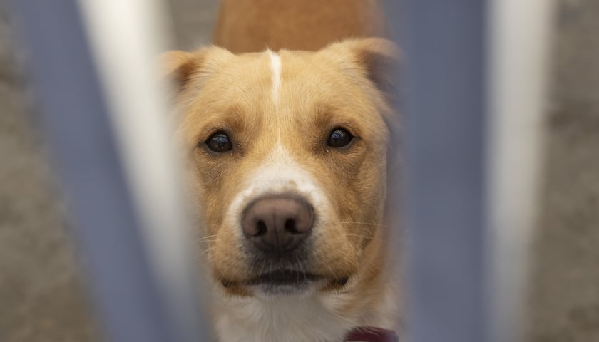 Na zdjęciu Floyd, 1,5 roku. Bardzo miły, zwariowany i energiczny pies. Do schroniska trafił jako znaleziony. Jest silny, potrzebuje aktywnego domu