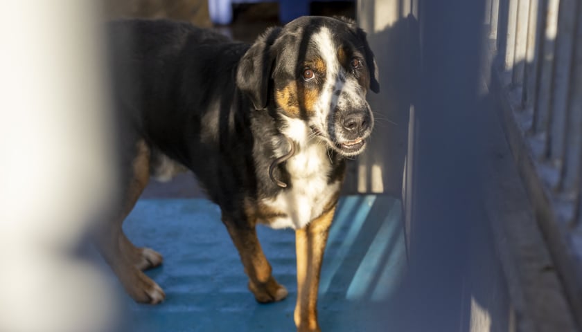 Na zdjęciu Piegus, 8-letni piękny, duży pies. Do schroniska oddany przez właściciela, który sobie z nim nie radził. Pies o mocnym charakterze.