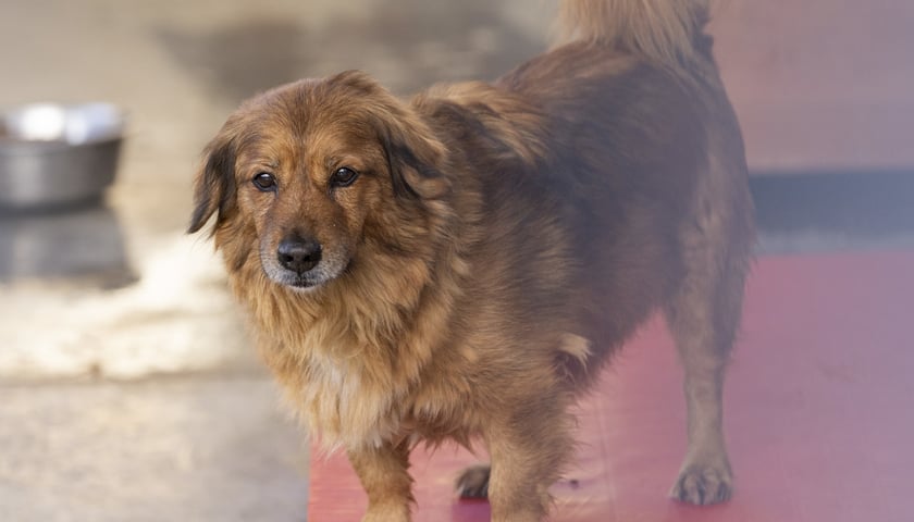 Na zdjęciu Daisy, 11 lat. Kochana mała suczka, ale nieufna do obcych. To typ psa jednego właściciela. Polecana do osoby spokojnej, zrównoważonej