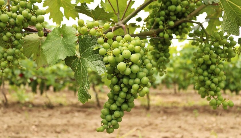 Powiększ obraz: Winogrona w Winnicach Jaworek w Miękini