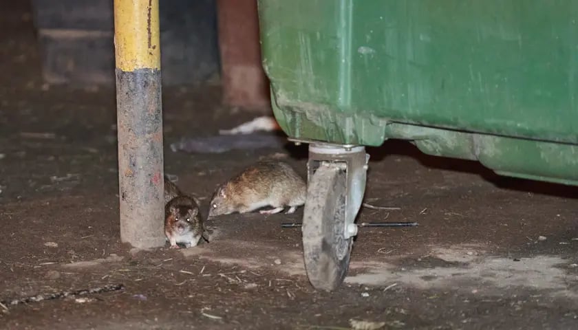 Powiększ obraz: Dwa szczury siedzące koło śmietnika