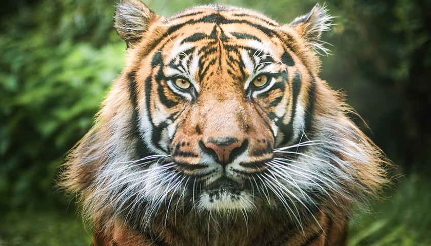 Powiększ obraz: Na zdjęciu Tengah - tygrys sumatrzański z wrocławskiego zoo