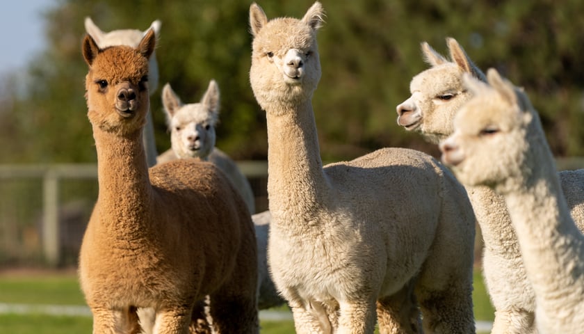 Powiększ obraz: Na pl. Nowy Targ będzie można zobaczyć w sobotę i niedzielę alpaki