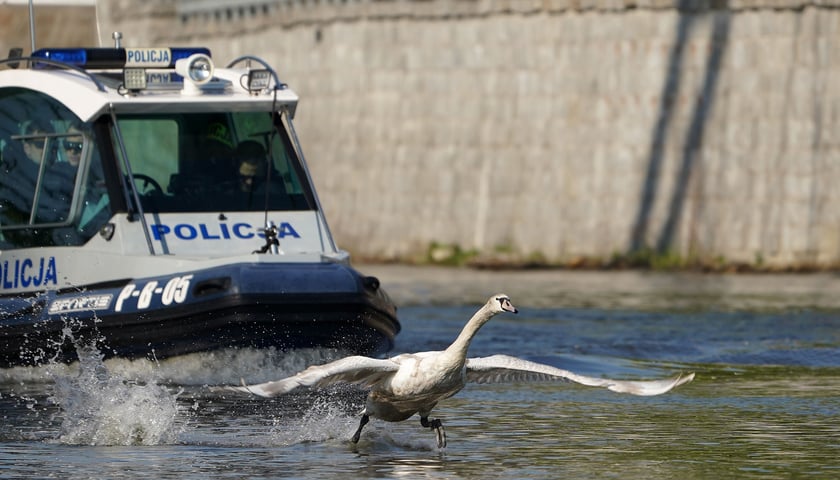 Powiększ obraz: Poszukiwany