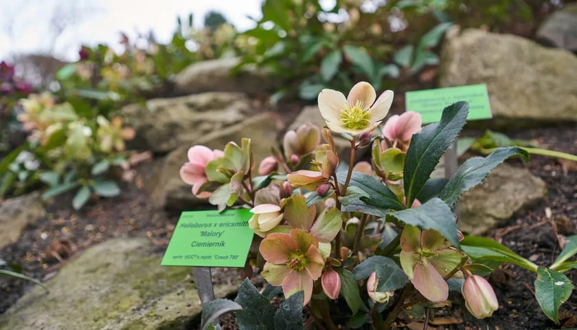 Powiększ obraz: Ogród Botaniczny we Wrocławiu