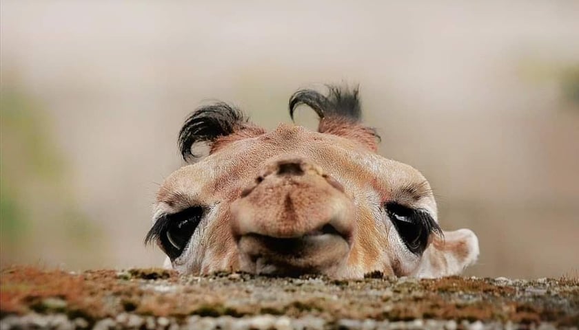 Powiększ obraz: Zwierzęta na zdjęciach Katarzyny Kulios. Żyrafka Inuka