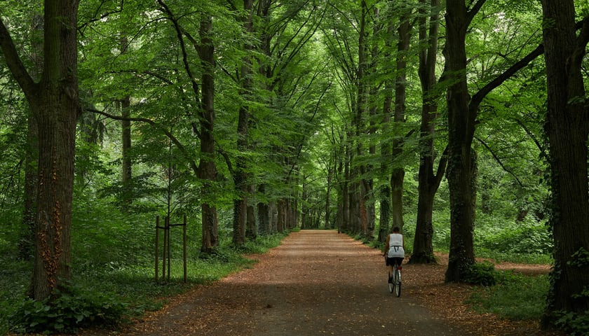 Powiększ obraz: park Grabiszyński ? świetne miejsce na piknik i rekreację