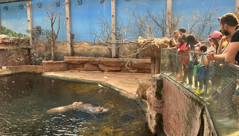 Powiększ obraz: <p>Anna Dymna (ubrana w czerwoną bluskę) przygląda się hipopotamom z wrocławskiego ZOO</p>
