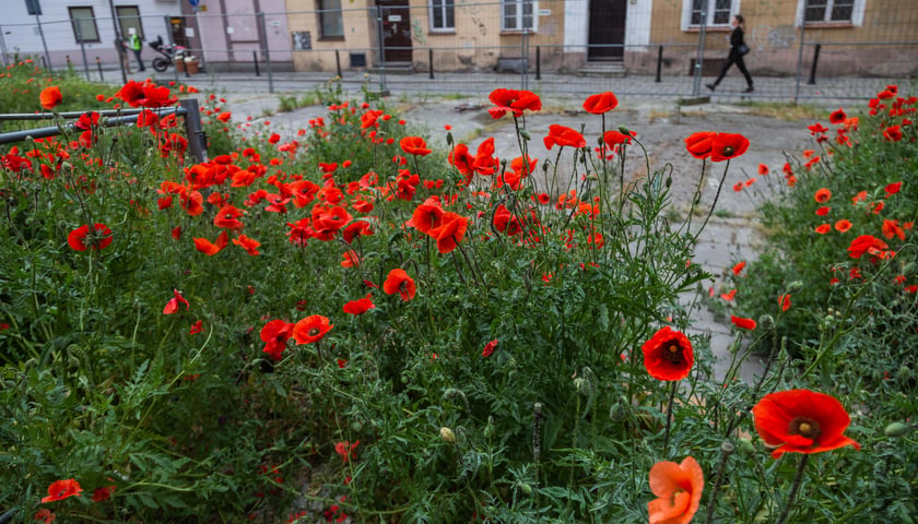 Powiększ obraz: Maki wyrosły na działce budowlanej przy Uniwersytecie Wrocławskim