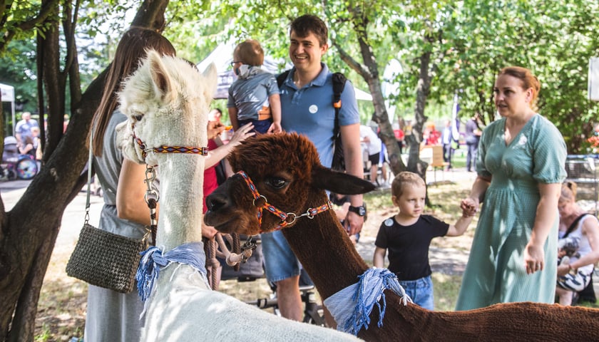 Rodzinny piknik charytatywny z okazji jubileuszu Fundacji ,,Potrafię Pomóc''