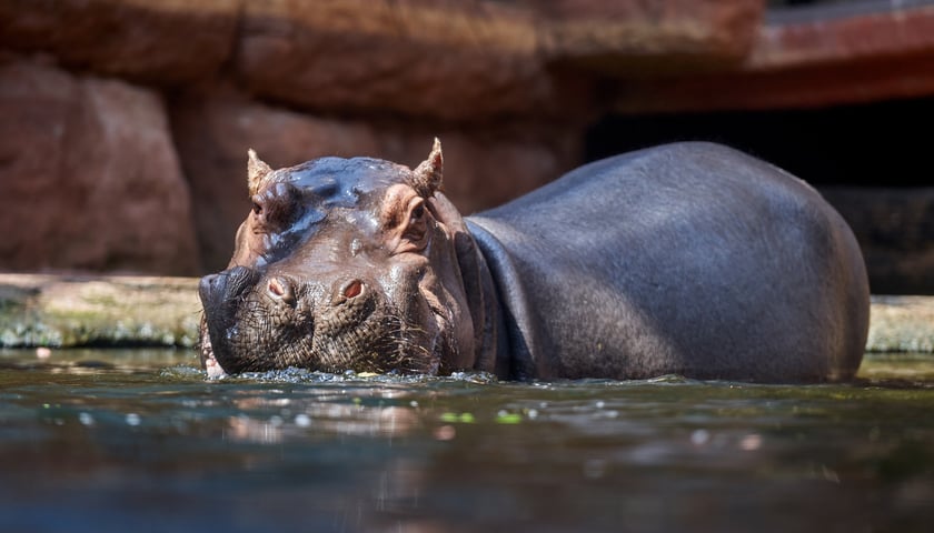 ZOO Wrocław i Afrykarium to jedna z najbardziej znanych atrakcji dla dzieci we Wrocławiu! Koniecznie tu wpadnij!