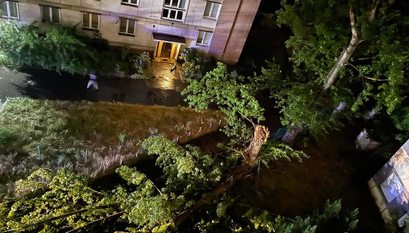Połamane drzewo przy ul. Borowskiej we Wrocławiu
