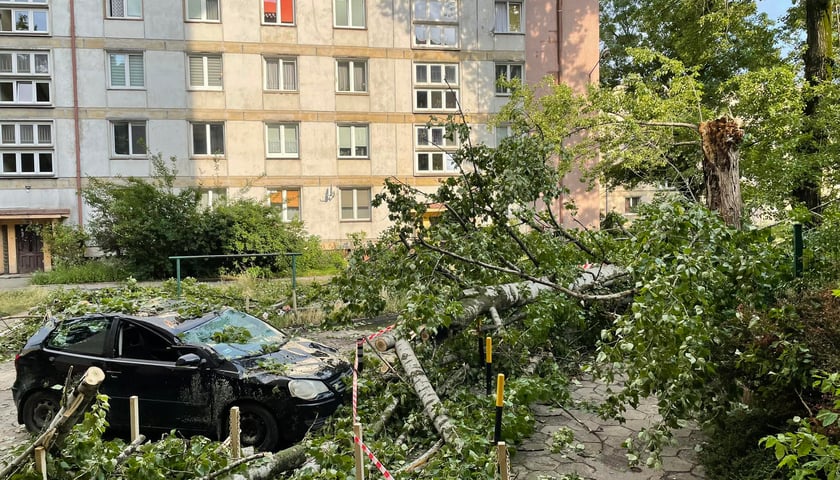 Połamane drzewo przy ul. Borowskiej we Wrocławiu