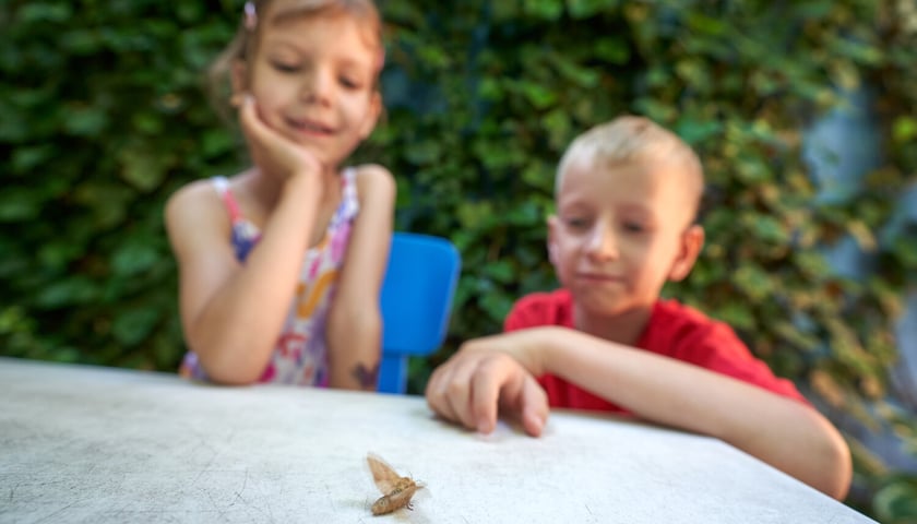 Powiększ obraz: Przedszkolaki z "Zielonego Przedszkola przy Tramwajowej  zajmują się m .in. hodowlą motyli