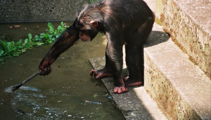 Powiększ obraz: <p>Wrocławskie zoo podczas powodzi. Wybieg dla szympans&oacute;w</p>