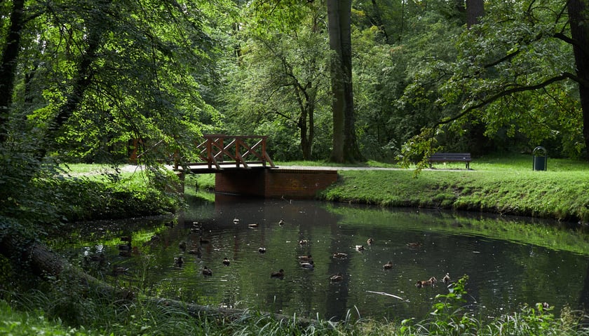 Powiększ obraz: Na zdjęciu kaczki krzyżówki pływające po stawie w parku Strachowickim